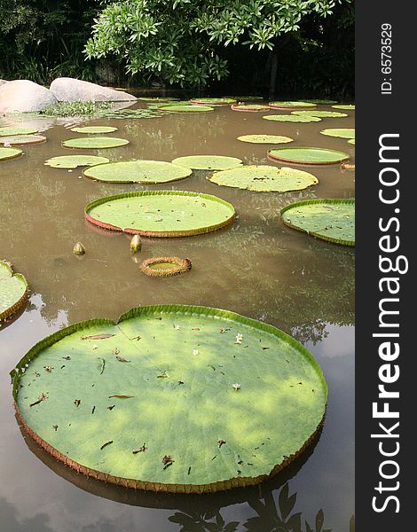 Big Lotus Leaves floating on a lake