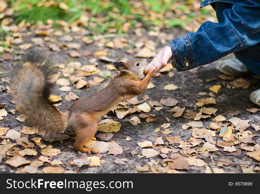 Hand feeds a brown squirrel by nuts. Autumn. Hand feeds a brown squirrel by nuts. Autumn.