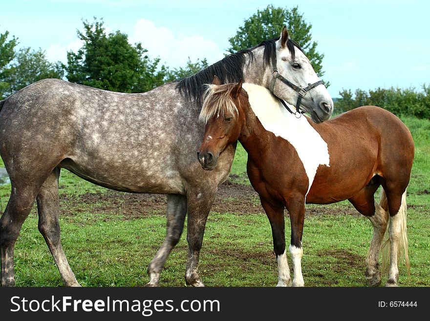 Portrait of horse; Horse head image close. Portrait of horse; Horse head image close