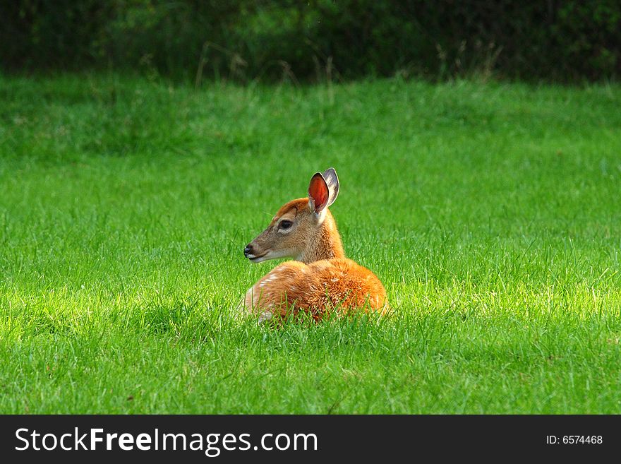 Deer sleeping on grass in the field.