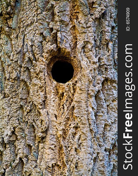 Hollow for birds in a tree