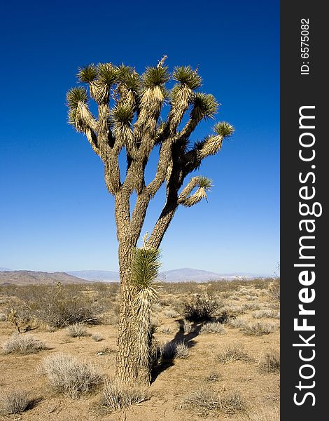 A cactus tree located in death valley nevada. A cactus tree located in death valley nevada