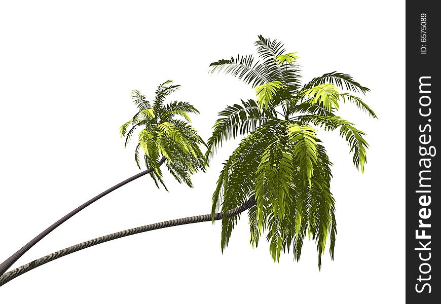 Palmtree