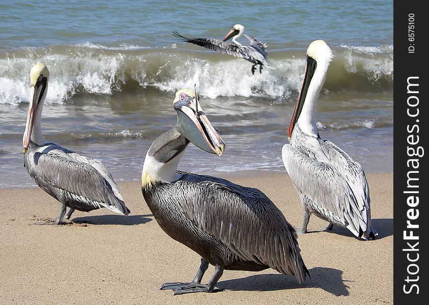 The group of pelicans on Puerto Vallarta town beach (Mexico).