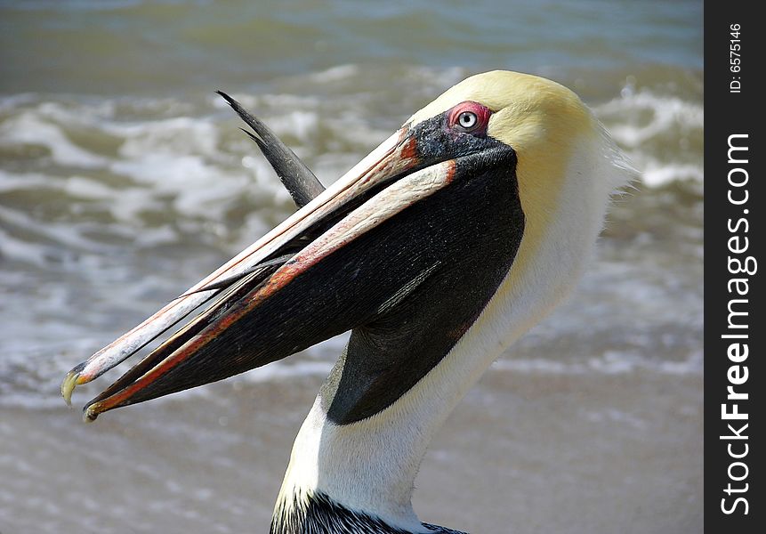 The greedy pelican can not swallow the fish on Puerto Vallarta town beach (Mexico). The greedy pelican can not swallow the fish on Puerto Vallarta town beach (Mexico).