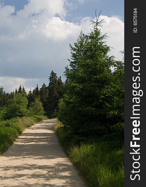 Path between trees in Krkonose mountain. Path between trees in Krkonose mountain