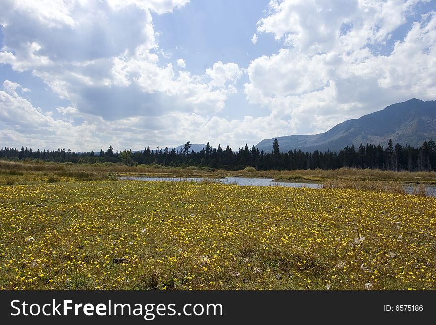 A meadow in lake tahoe with the forest and mountains in the back