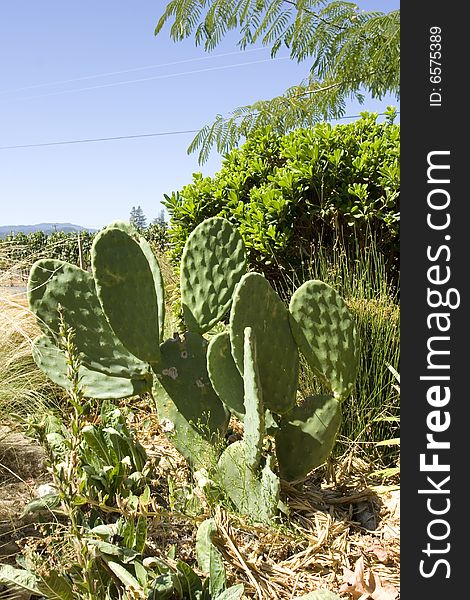 A cactus tree located in death valley nevada