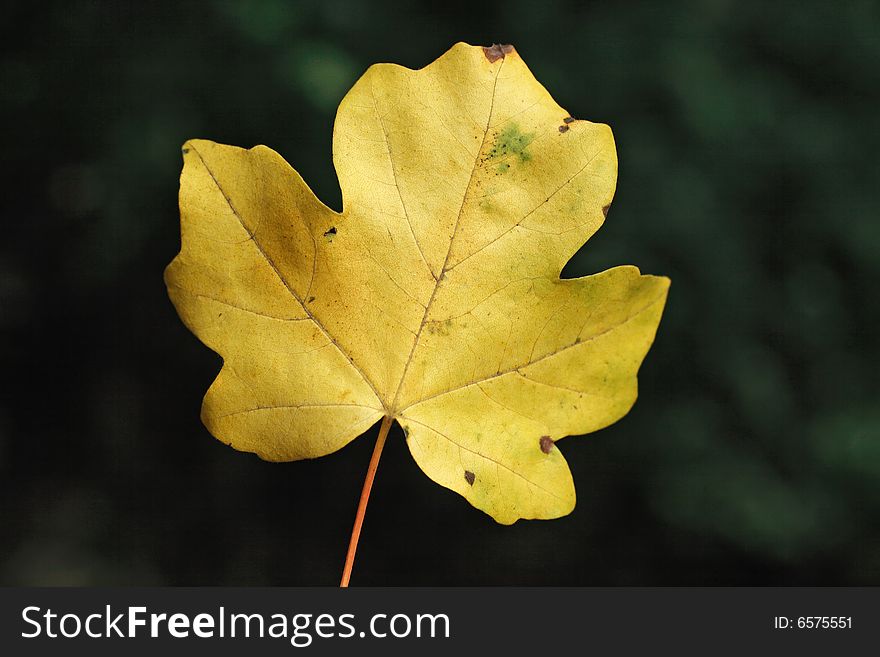 Yellow maple leaf against a dark background