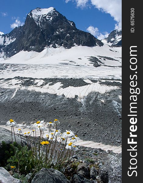 Camomile Flower And High Mountain