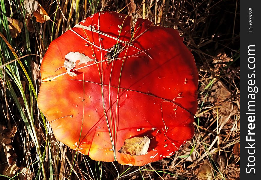 A Fly-agaric Is Red (Amanita Muscaria).
