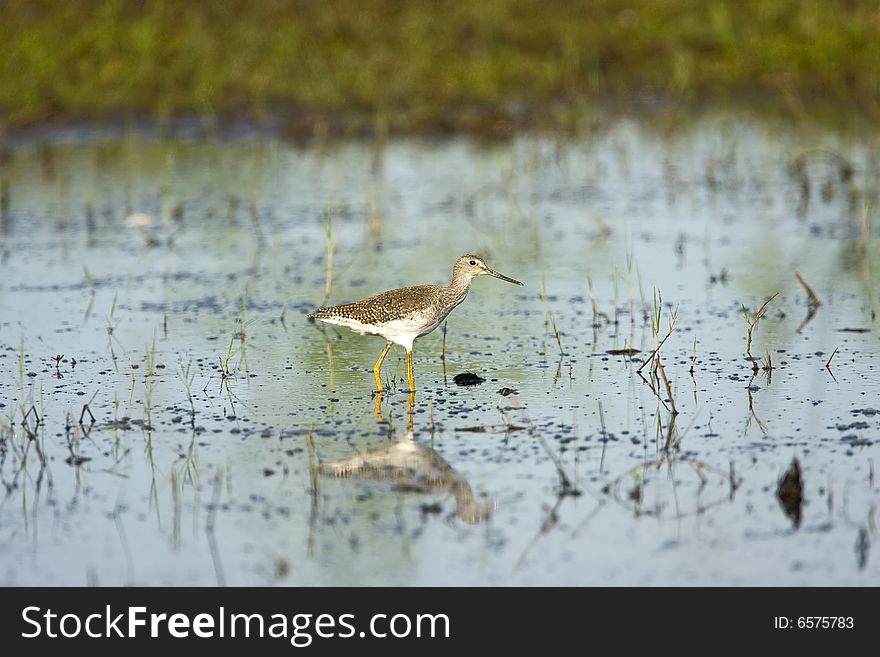 A Greater Yellowlegs searching for food in a puddle. A Greater Yellowlegs searching for food in a puddle