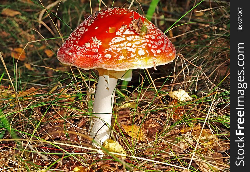 A Fly-agaric Is Red (Amanita Muscaria).