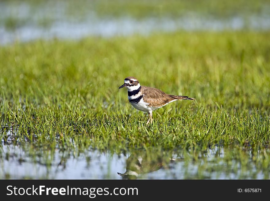 A Killdeer in a flooded field