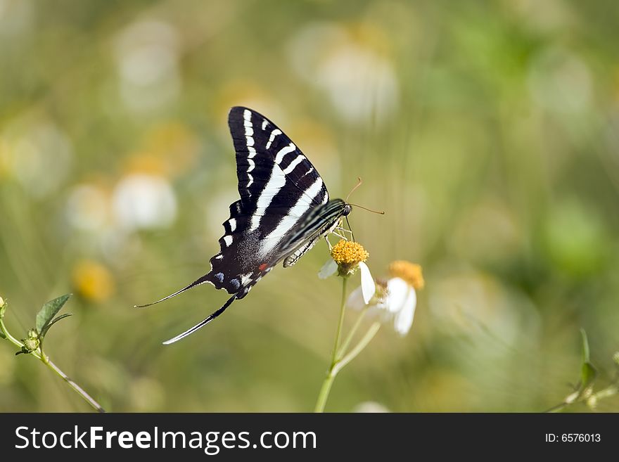 A Zebra Swallowtail butterfly feeding on nector