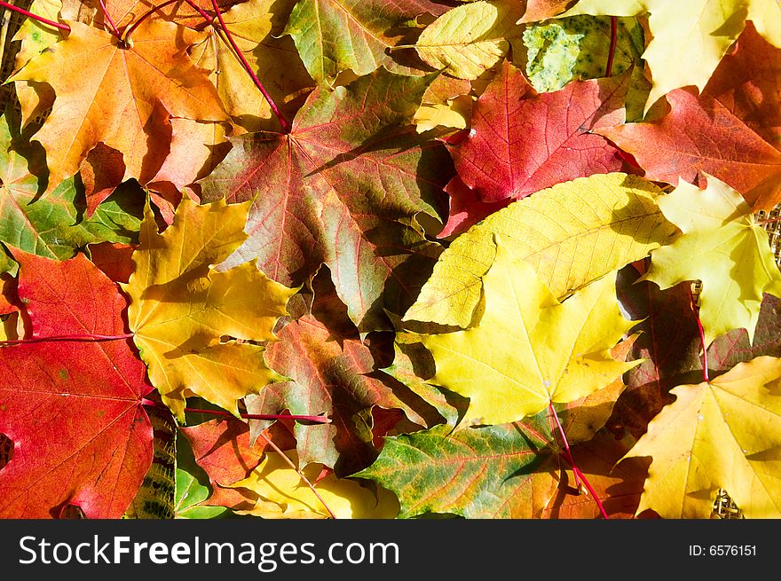Colorful background of fallen autumn leaves. Colorful background of fallen autumn leaves