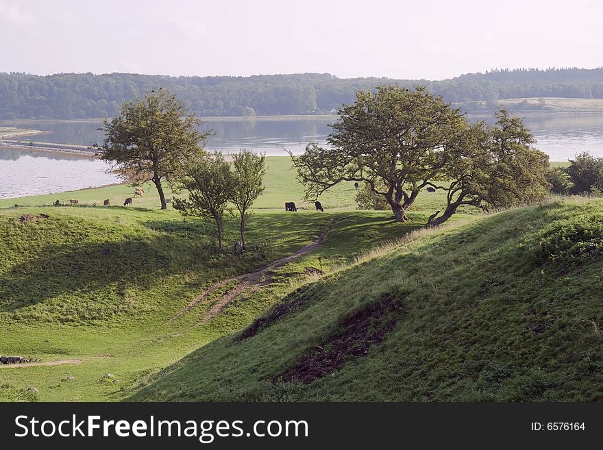 Cattle in the field at the ruined castle at Kalo near Aarhus, Denmark