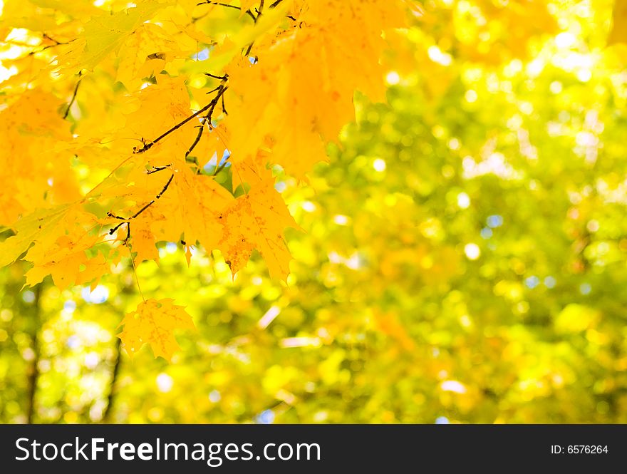 Yellow maple leaves background with copyspace for your text (shallow DOF)
