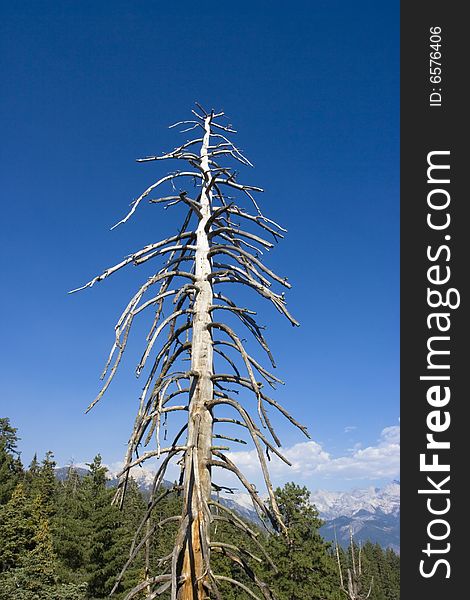 An dead tree that remains at lake tahoe