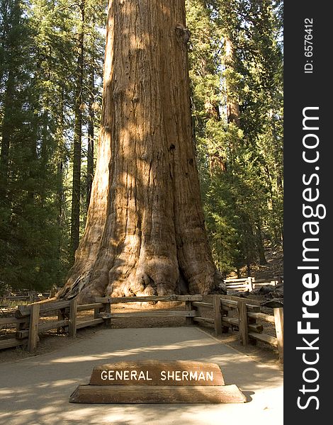 Detail of a sequoia tree