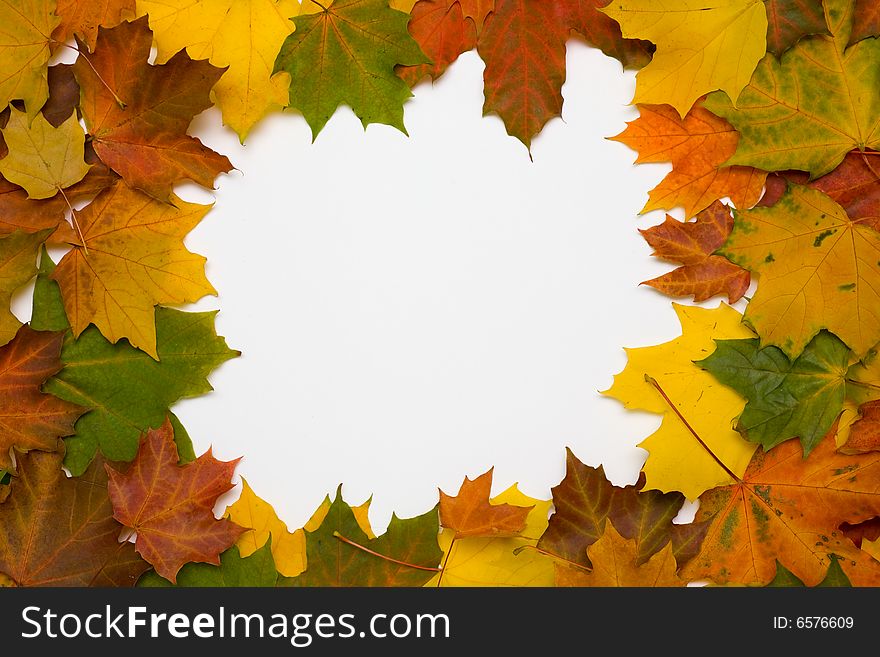 Framework from autumn multi-coloured maple leaves. Framework from autumn multi-coloured maple leaves