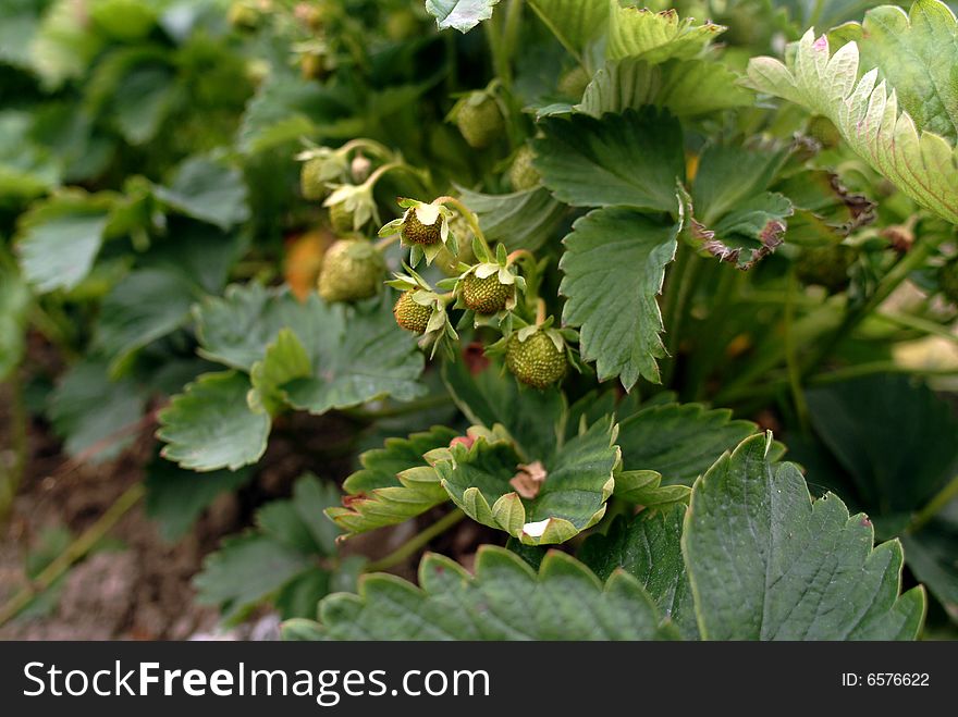 A field of green, unripe tiny strawberries. A field of green, unripe tiny strawberries