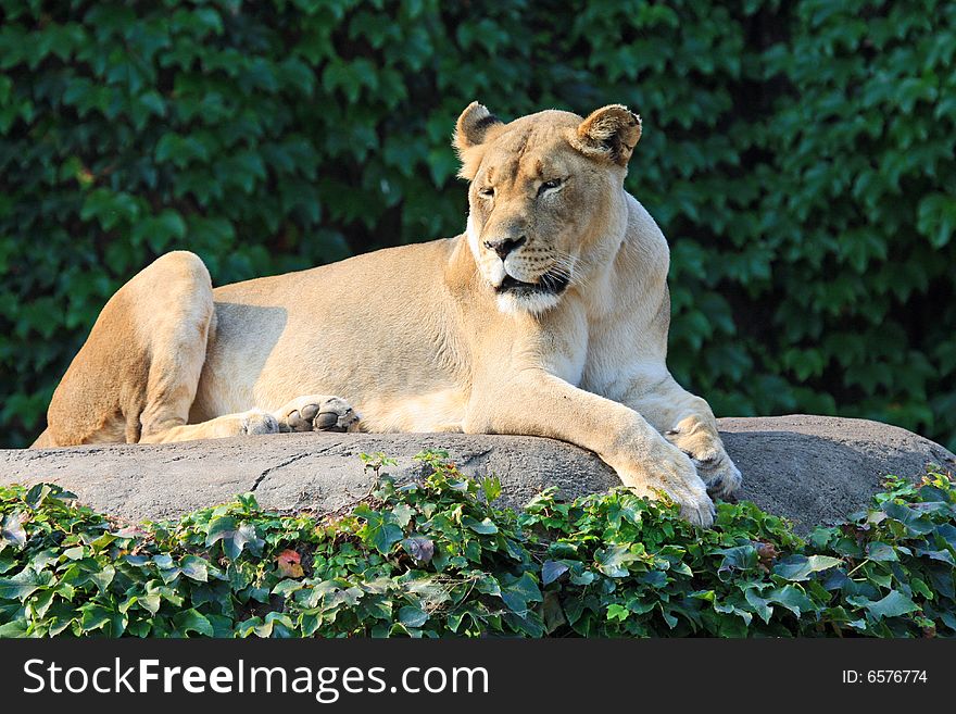 Female lion enjoying the morning sun at the Lincoln Park Zoo in Chicago