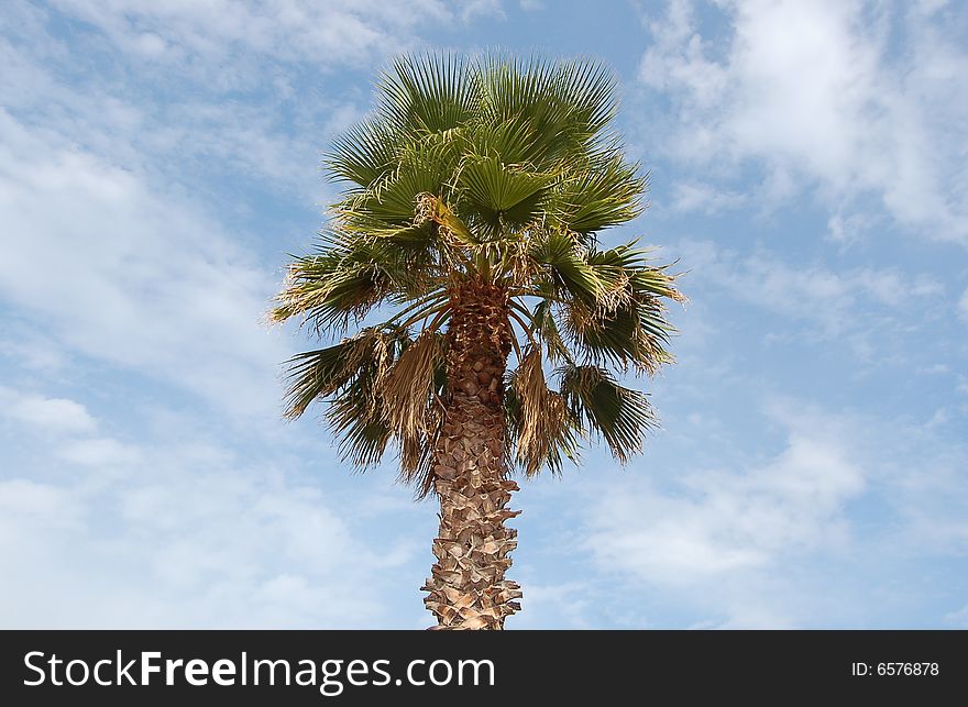 Palm tree on a background of a blue sky