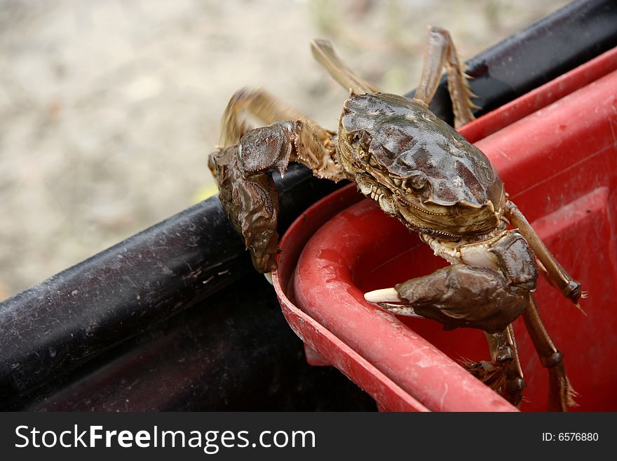 A seaside crab sitting at the top of a barrel