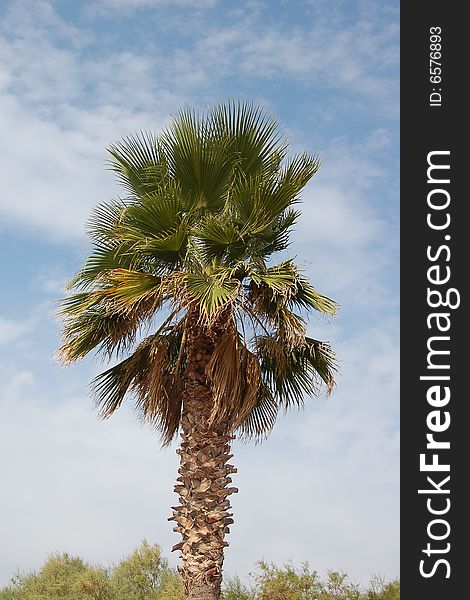 Palm tree on a blue sky background