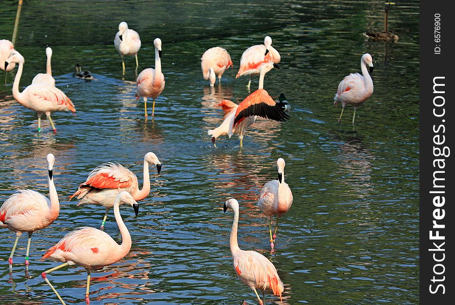 Flock of Pink Flamingos at the Lincoln Park Zoo in Chicago