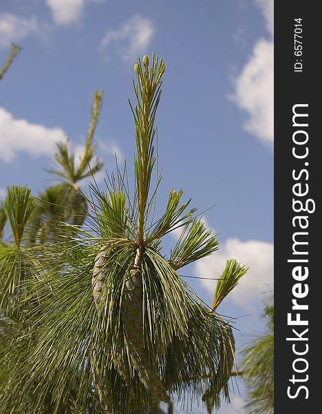 Branch of a fur-tree with the cone, growing in a garden