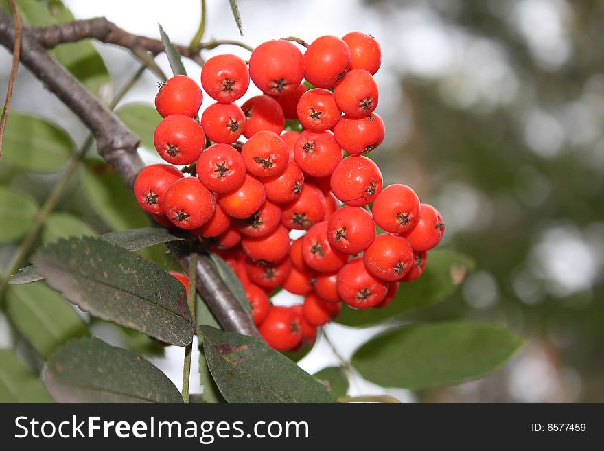 Greater cluster of a red mountain ash in a wood. Greater cluster of a red mountain ash in a wood