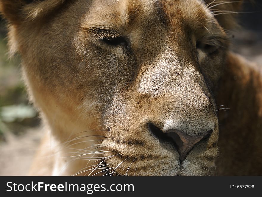 Portrait of a big female African lion (Panthera leo)