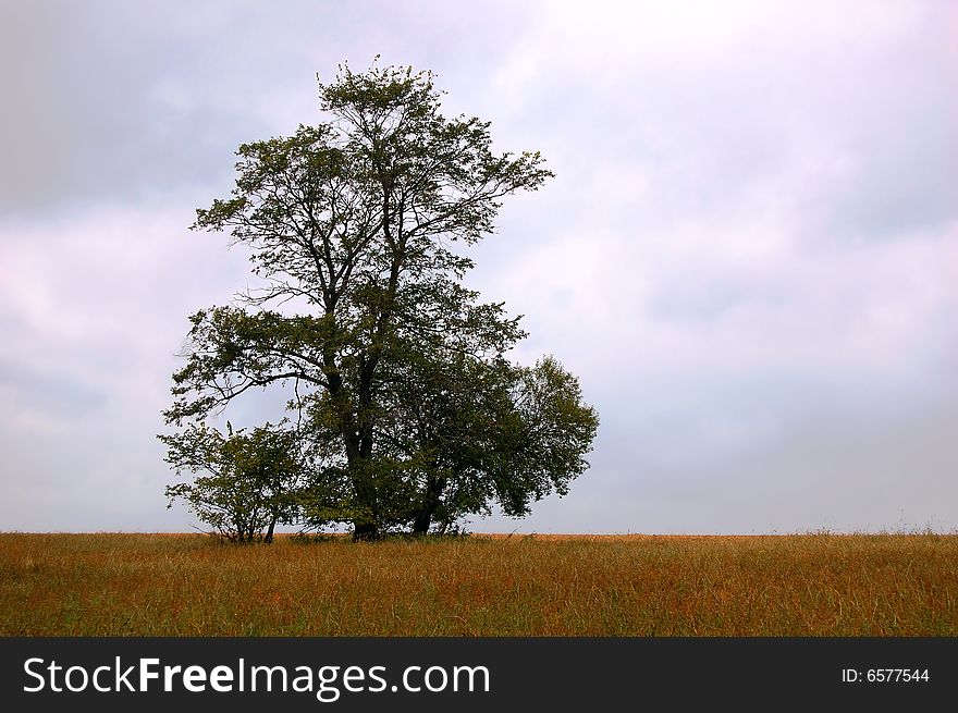 Single tree in the field