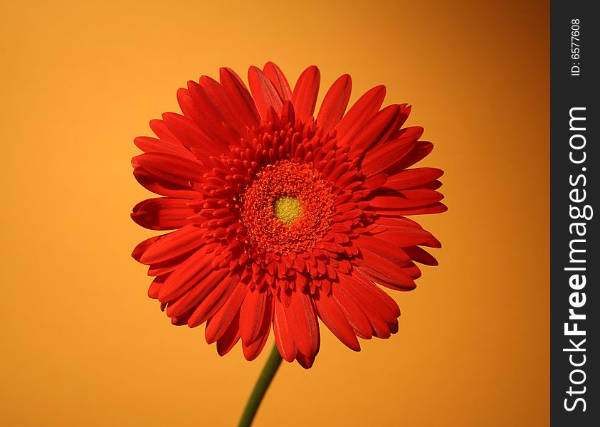 African daisy on the light background. African daisy on the light background