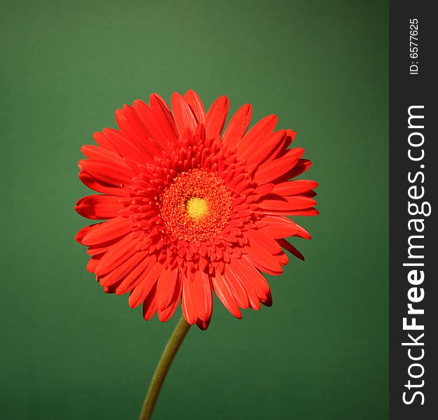 Red African daisy on the green background. Red African daisy on the green background