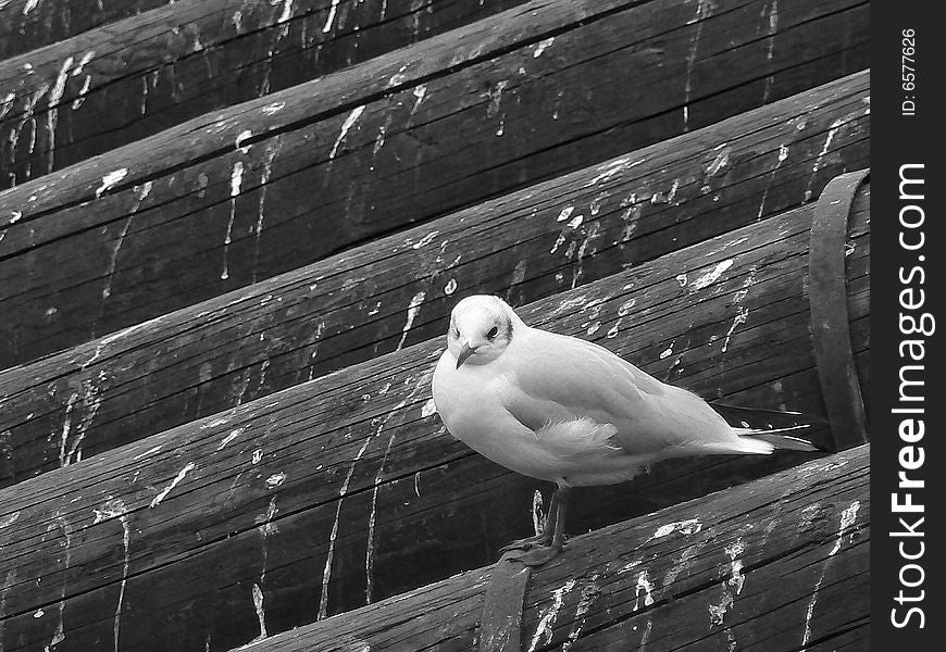 Gull sitting on wooden beam.