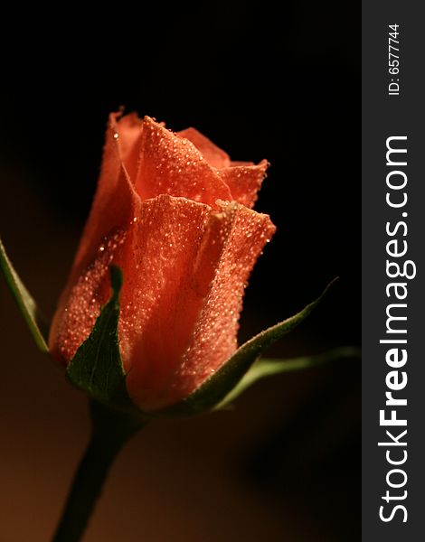 Rose with drops on a claret red background