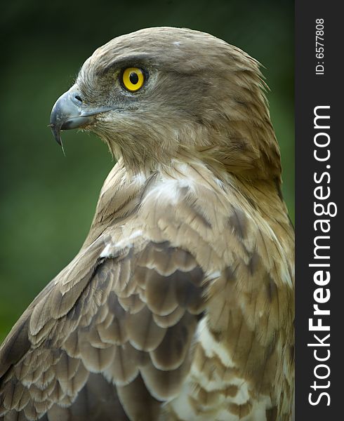 Attractive portrait of a snake eater buzzard. Attractive portrait of a snake eater buzzard