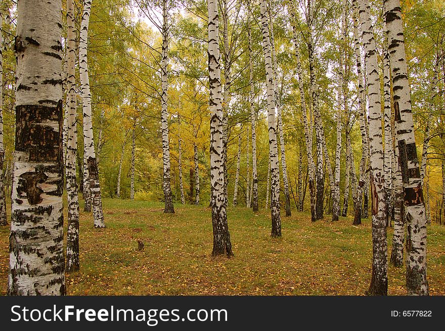 Birch wood in the autumn in suburb