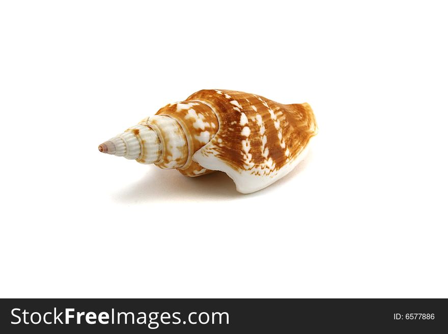 Small marine cockleshell on a white background