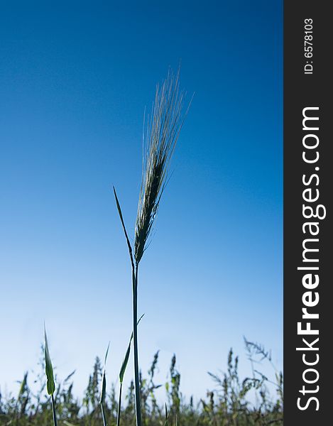 A shot of wheat on farm field