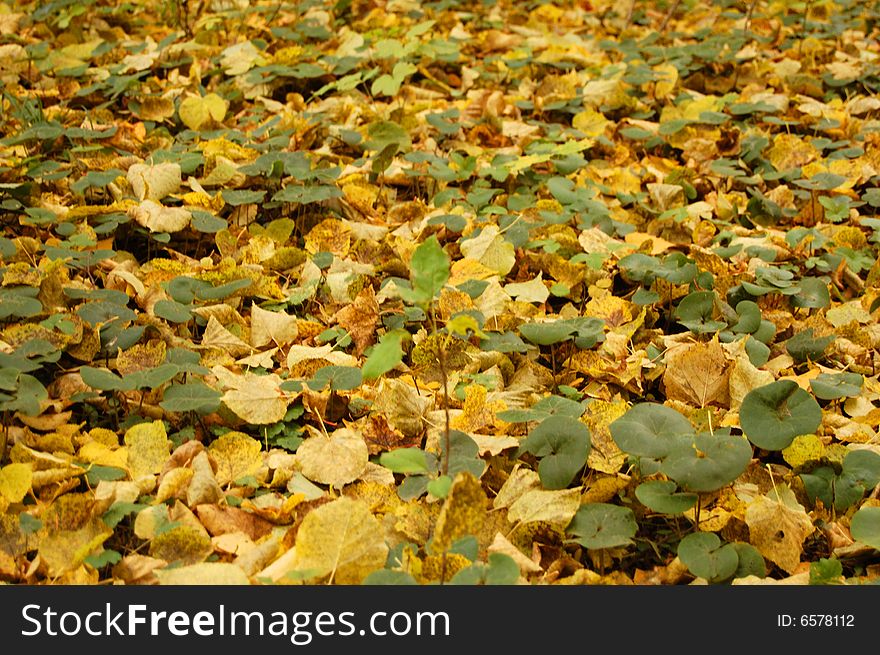 Background from the fallen down yellow leaves. Background from the fallen down yellow leaves