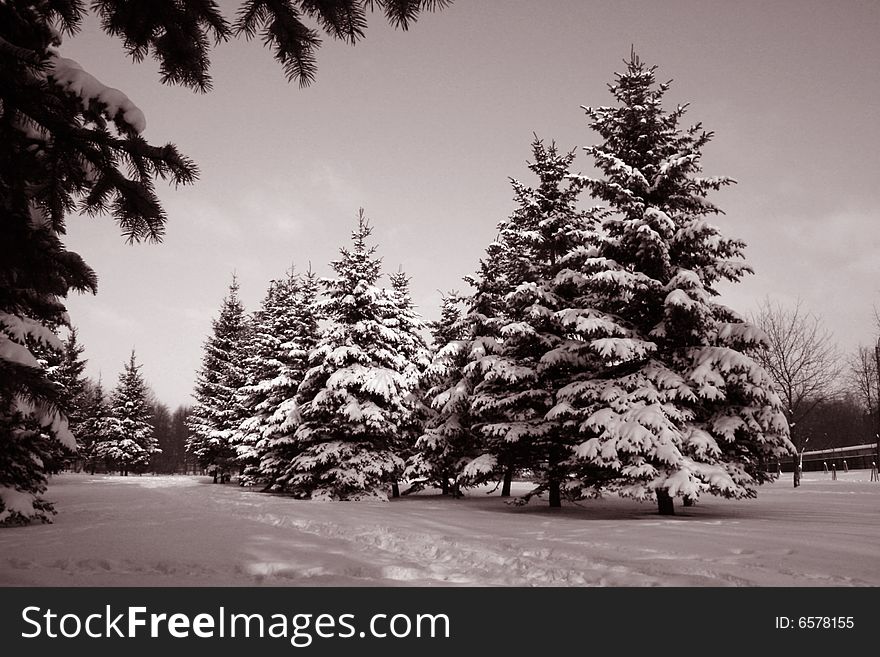Winter landskape wich fur-tree and snow