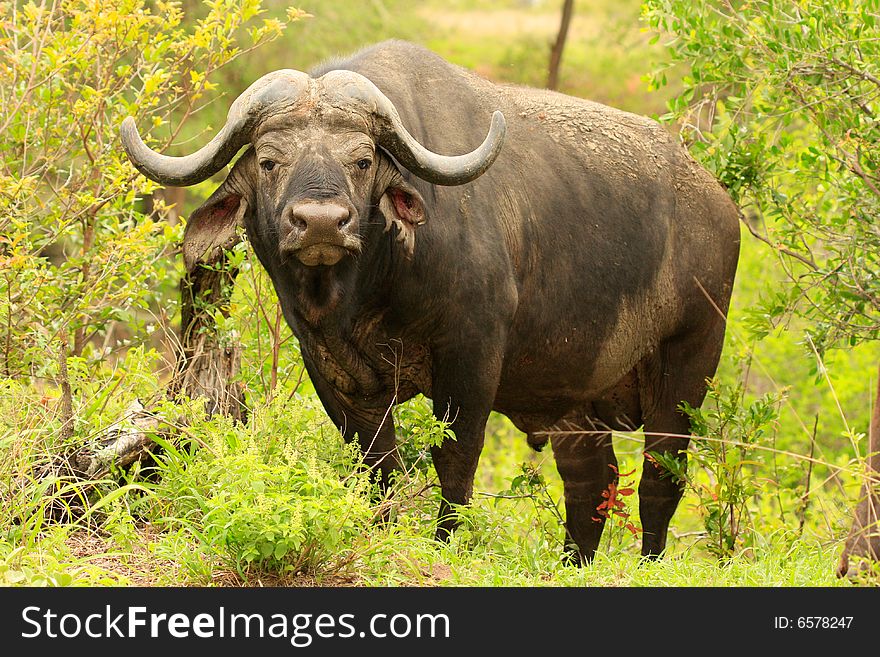 Big bull facing the camera at the Kruger National Park in South Africa