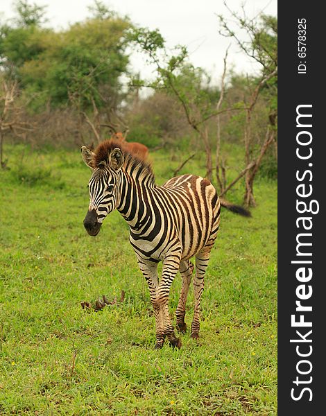 Young Zebra in the Kruger National Park