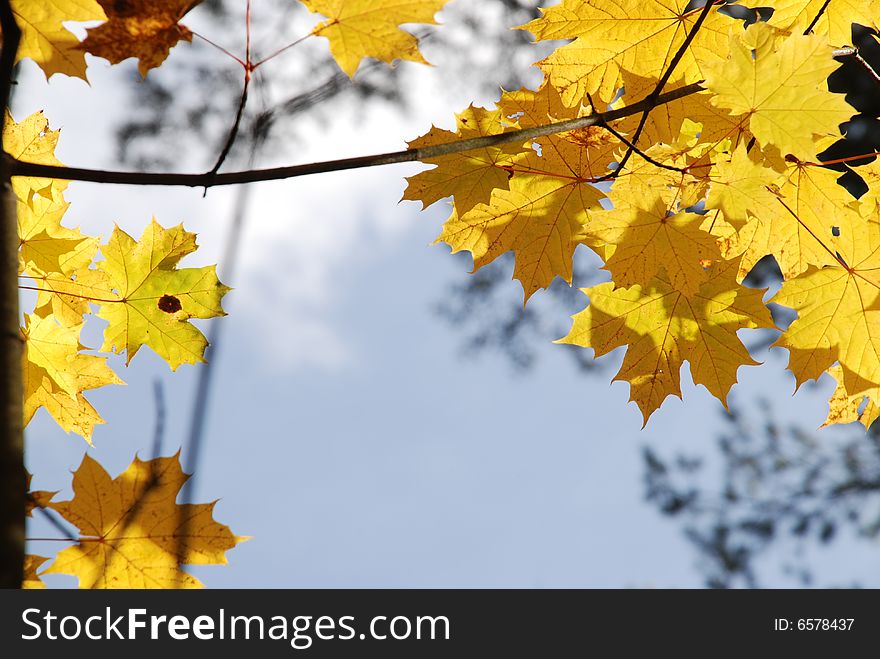 Yellow maple leaves on blue sky. Yellow maple leaves on blue sky