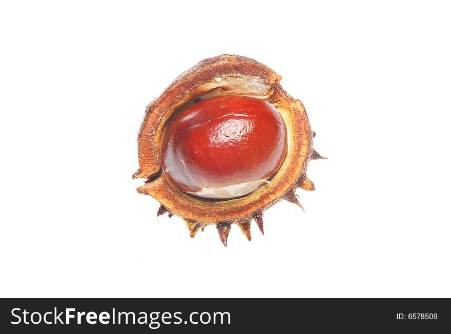 Conker In Shell