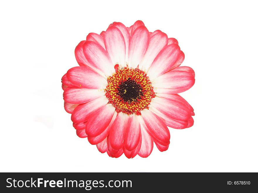 Red fringed Gerbera daisy isolated on white. Red fringed Gerbera daisy isolated on white
